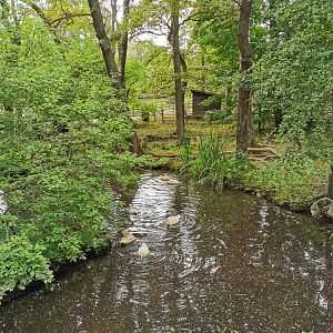 Swedish yellow duck pond