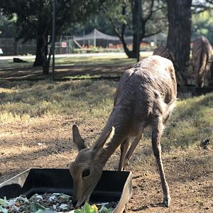 Southern Mountain Reedbuck and Nyala (Redunca fulvorufula fulvorufula,Tragelaphus angasii)