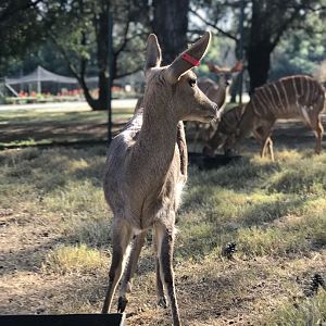Southern Mountain Reedbuck and Nyala (Redunca fulvorufula fulvorufula, Tragelaphus angasii)
