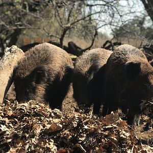 European Wild Boar (Sus scrofa)