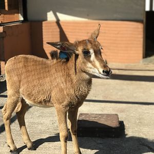 Young Sable Antelope (Hippotragus niger)
