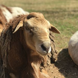 Zulu Sheep (Ovis aries)