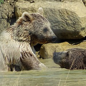Syrian Brown Bears