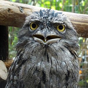 Tawny Frogmouth