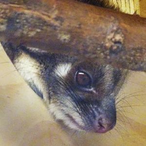 Ring-Tailed Possum