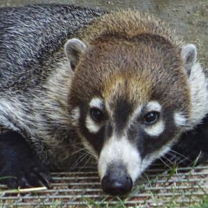 White-Nosed Coati