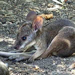 Young Parma Wallaby