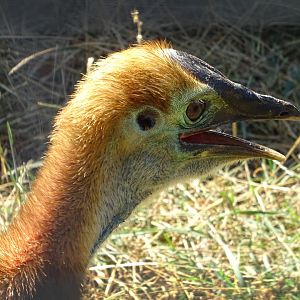 Young Two-Wattled Cassowary