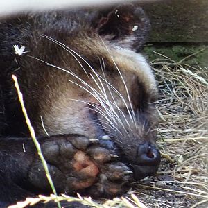 Sumatran White-Bearded Civet