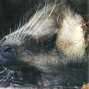 Sumatran White-Bearded Civet