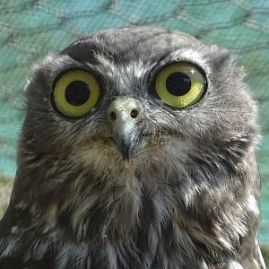 Barking Owl