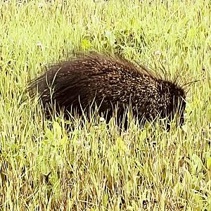 Porcupine - Alaska