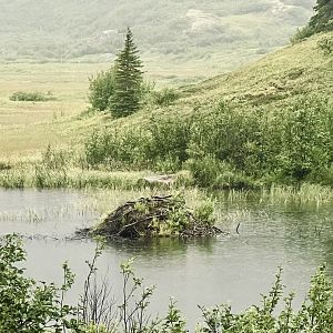Beaver Lodge - Alaska