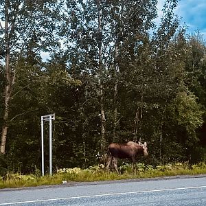 Moose - Alaska