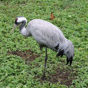 European crane