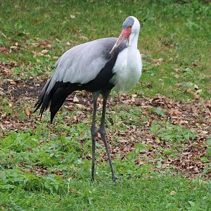 Wattled crane