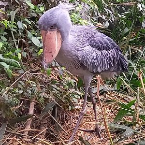 Shoebill