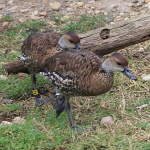West Indian whistling ducks