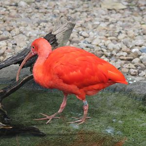 Scarlet ibis