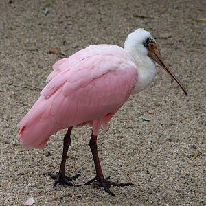 Roseate spoonbill