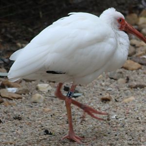 American white ibis