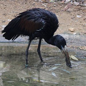 African openbill