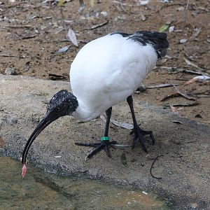 Madagascar sacred ibis