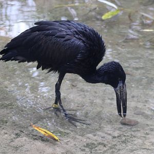 African openbill