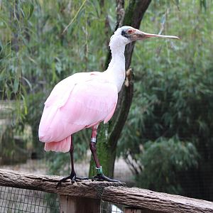 Roseate spoonbill