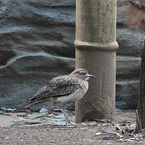 Eurasian stone-curlew