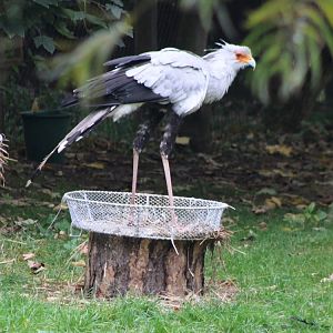 Secretary bird
