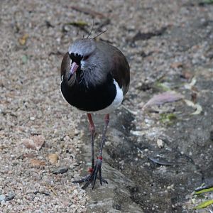 Southern lapwing