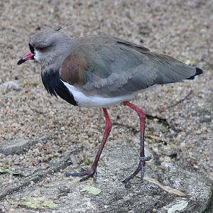 Southern lapwing