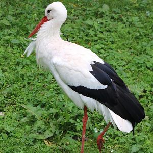 European white stork