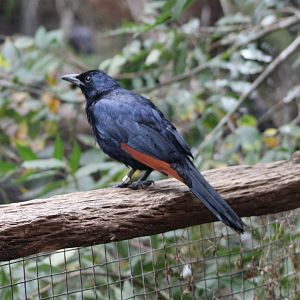 Red-winged starling