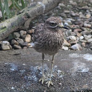 Eurasian stone-curlew