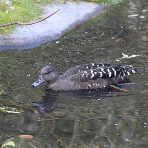 African black duck