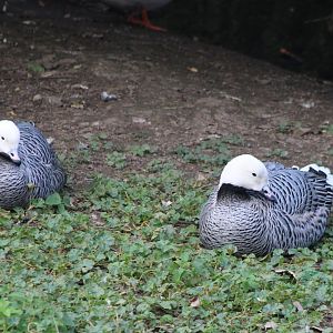 Emperor geese