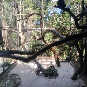 Wooly monkey exhibit