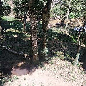 Second point of view on the massive tapir exhibit