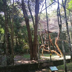 Massive harpy eagle aviary