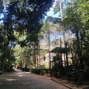 Spider monkey aviairy