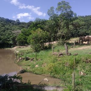 Elephant - Water buffalo and hippopotamus complex