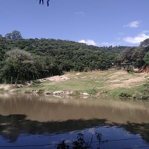 Elephant - Water buffalo and hippopotamus complex