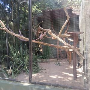 Tamandua enclosure