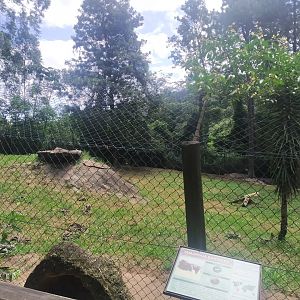 Giant anteater exhibit