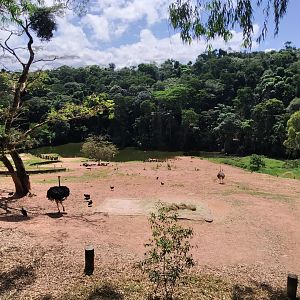 White rhino savannah seen from above