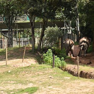 Elephant enclosure and night holding