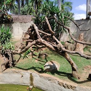 Brown booby enclosure