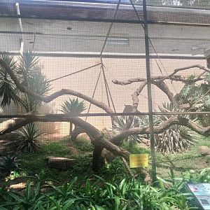 Red uakari and bearded saki enclosure